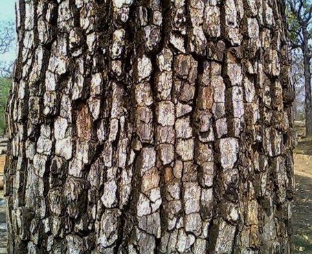 Diospyros melanoxylon