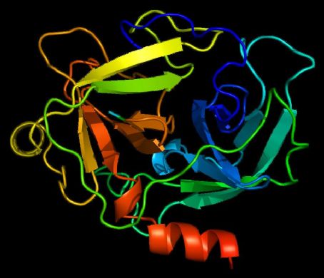 Cathepsin G