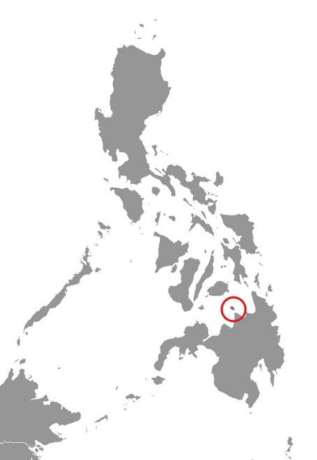 Camiguin forest mouse