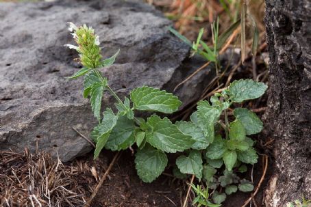 Agastache pallidiflora