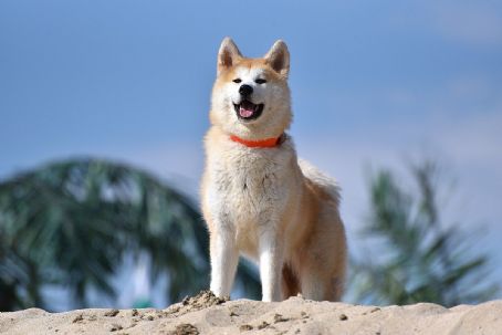 Akita (dog)
