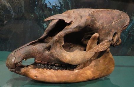 List of Prehistoric odd-toed ungulate stubs - FamousFix List