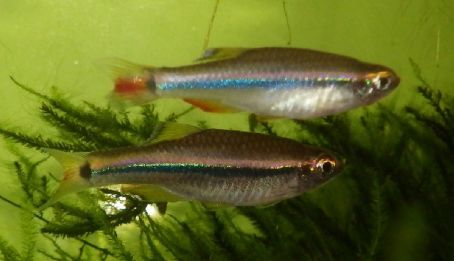 Tanichthys thacbaensis