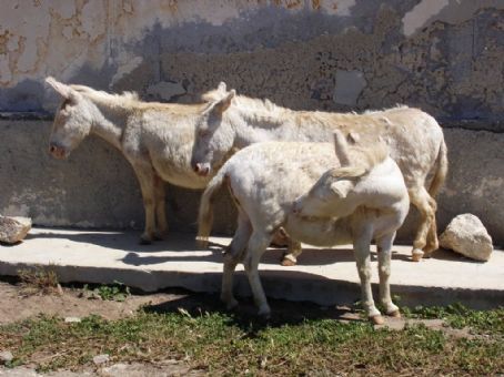 Asinara donkey