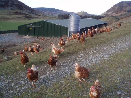Free range