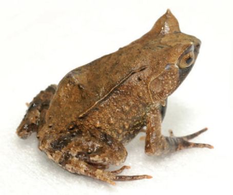 Mindanao horned frog