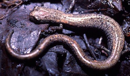 San Gabriel slender salamander