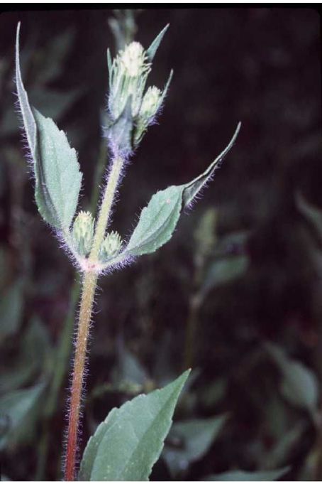 Iva annua