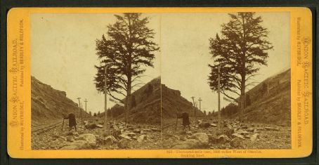 Thousand Mile Tree