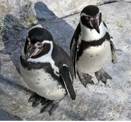 Humboldt penguin