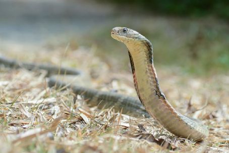 King cobra