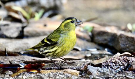 Siskin