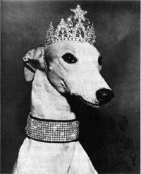 Lady Greyhound
