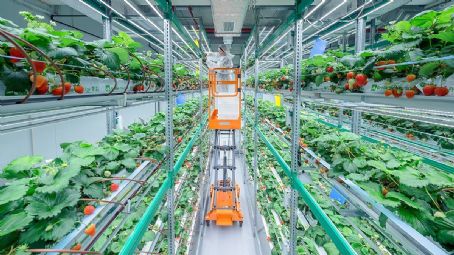 IFarm