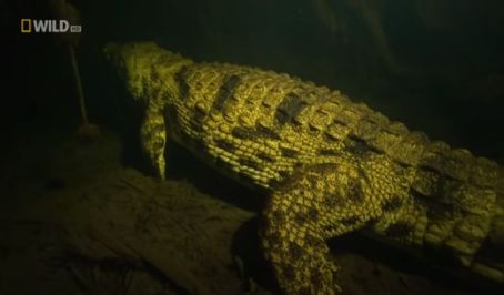 Pocho (crocodile)