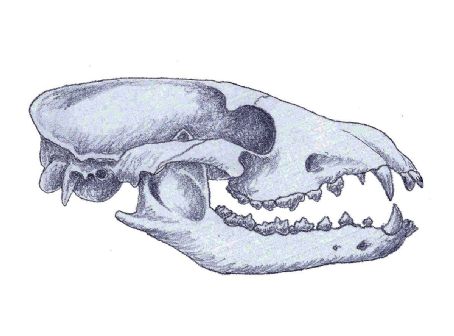 Cynarctus