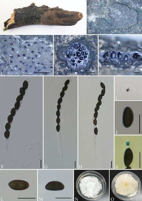 Nemania diffusa