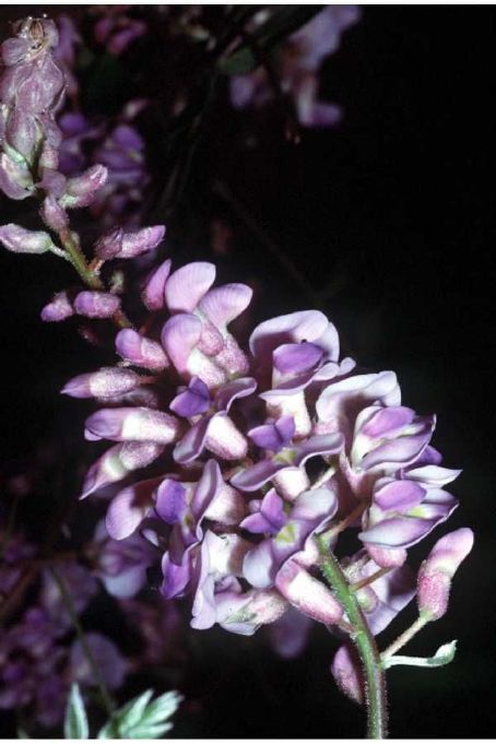 Wisteria frutescens