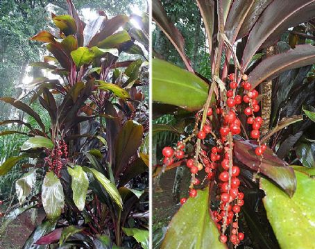 Cordyline fruticosa