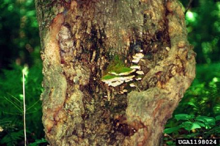 Oxyporus populinus