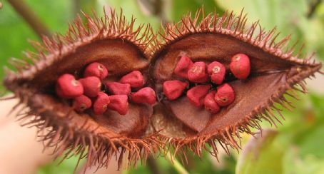 Annatto