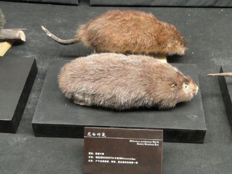 Hoary bamboo rat