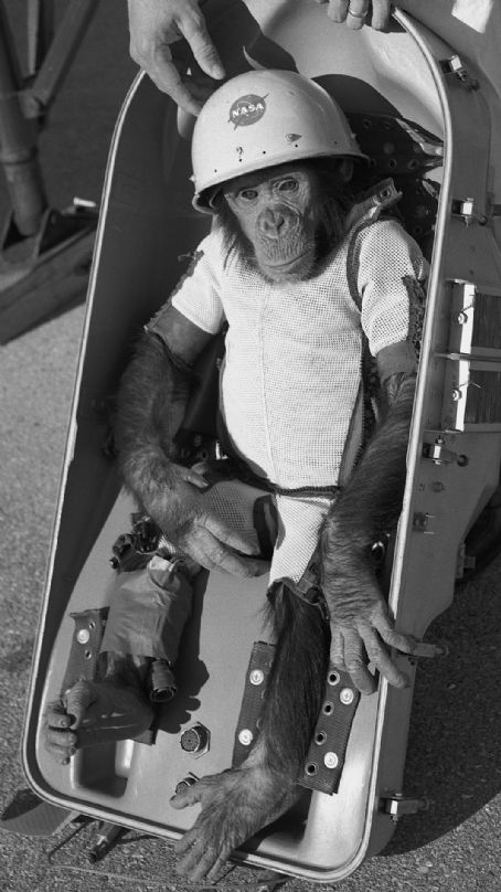 Ham (chimpanzee)