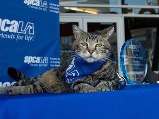 Tara (cat)