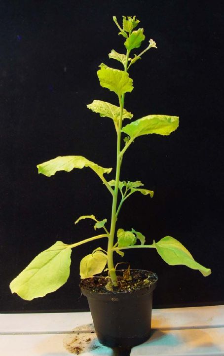 Medicago Inc.