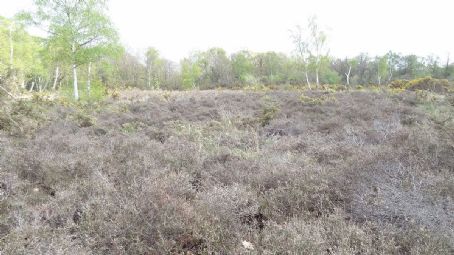 Hayes Common