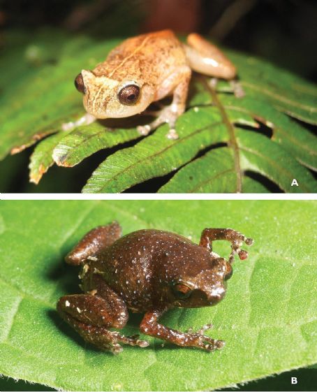 Aphantophryne nana