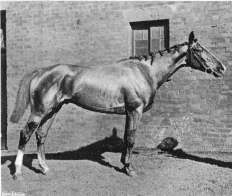 Kirkland (horse)