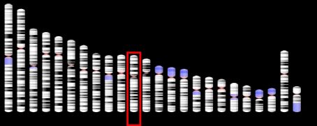 Cathepsin W