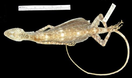 Draco mindanensis