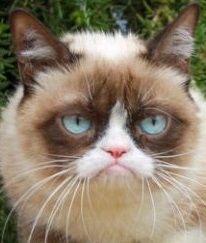 Grumpy Cat