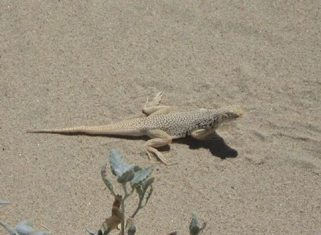 Mojave fringe-toed lizard