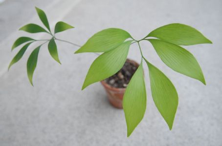 Bowenia