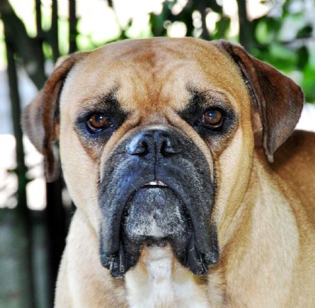 Campeiro Bulldog