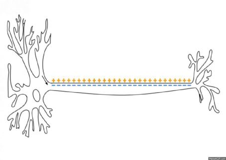 Action potential