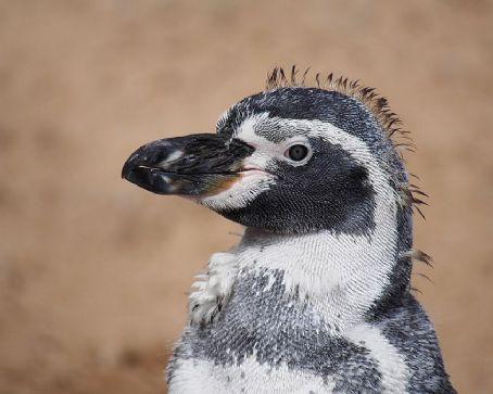 Humboldt penguin