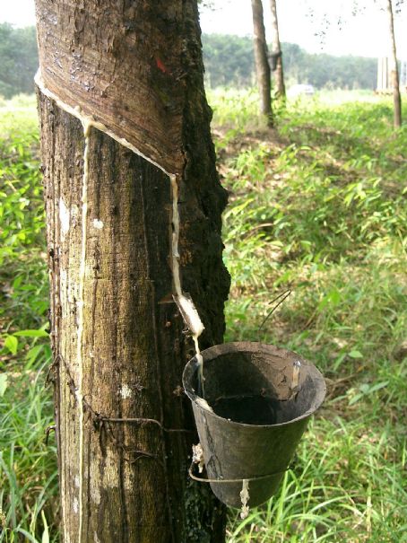 Natural rubber