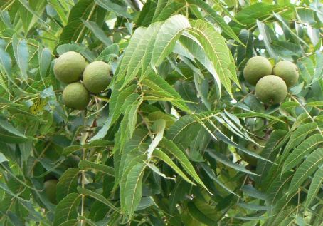 Juglans nigra
