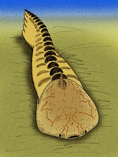 Amphiaspidoidei