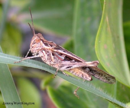 The Migratory Locust (Locusta Migratoria) Is The Most Widespread