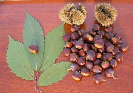 American chestnut