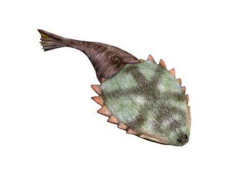 Hibernaspis