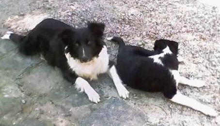 Gaucho sheepdog