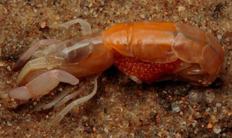 Trypaea
