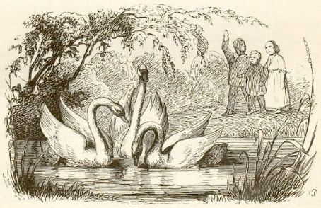 The Ugly Duckling