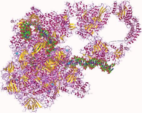RNA polymerase